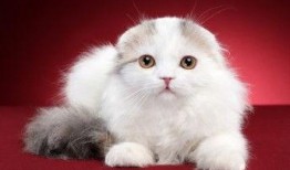 加菲最新爆料视频,揭秘娱乐圈惊人内幕！